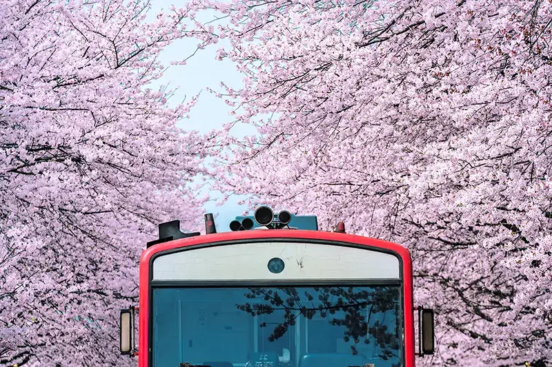 釜山鎮海慶和火車站櫻花