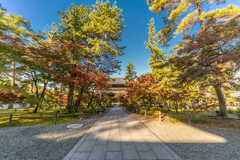 日本紅葉—京都禪林寺楓葉