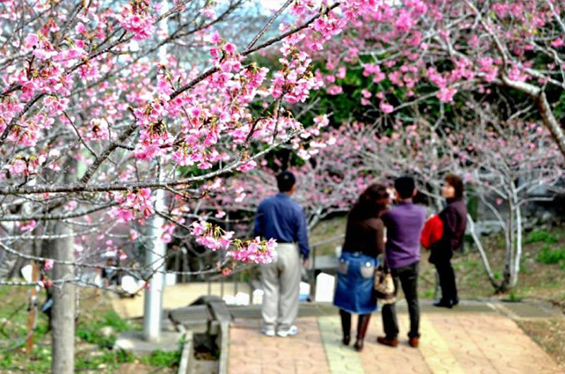 沖繩櫻花祭全攻略