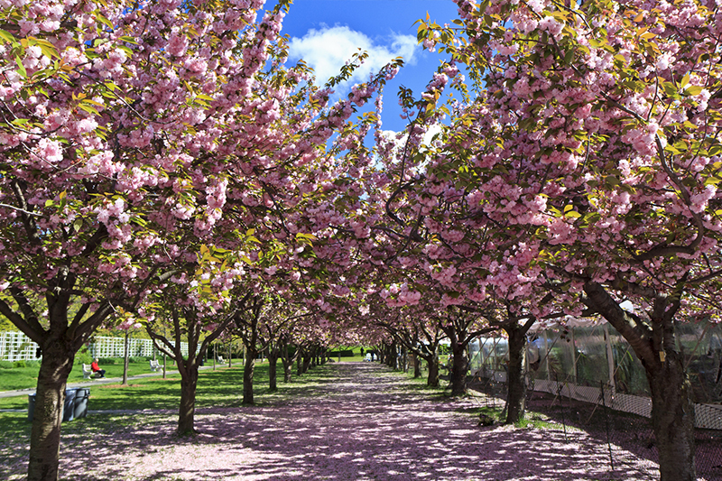 美國紐約布魯克林植物園櫻花