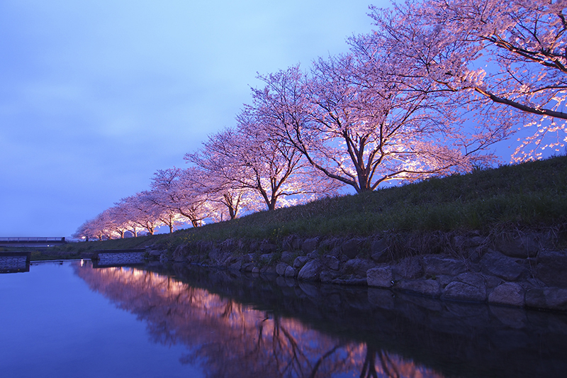 福岡舞鶴公園夜櫻