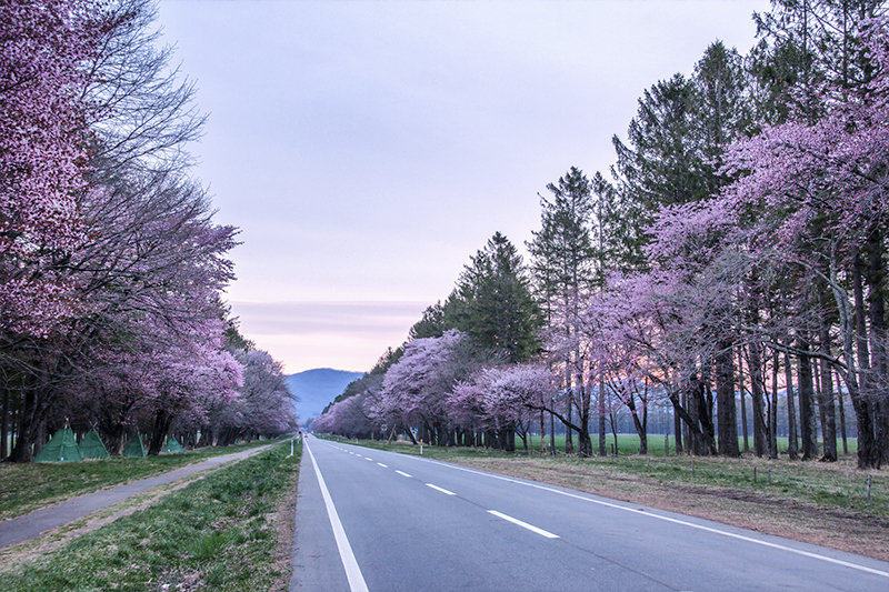 北海道二十間道路櫻並木
