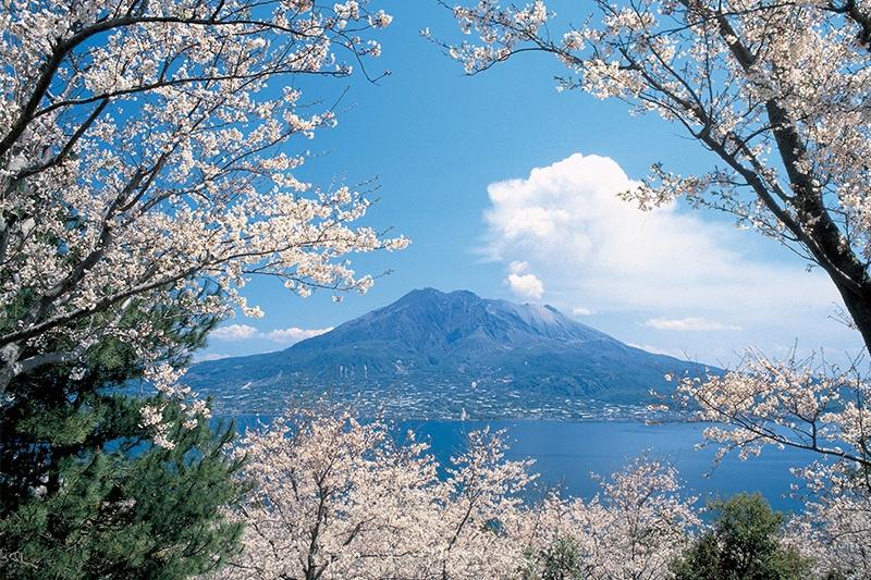 仙巖園櫻花——眺望活火山櫻島 ©K.P.V.B