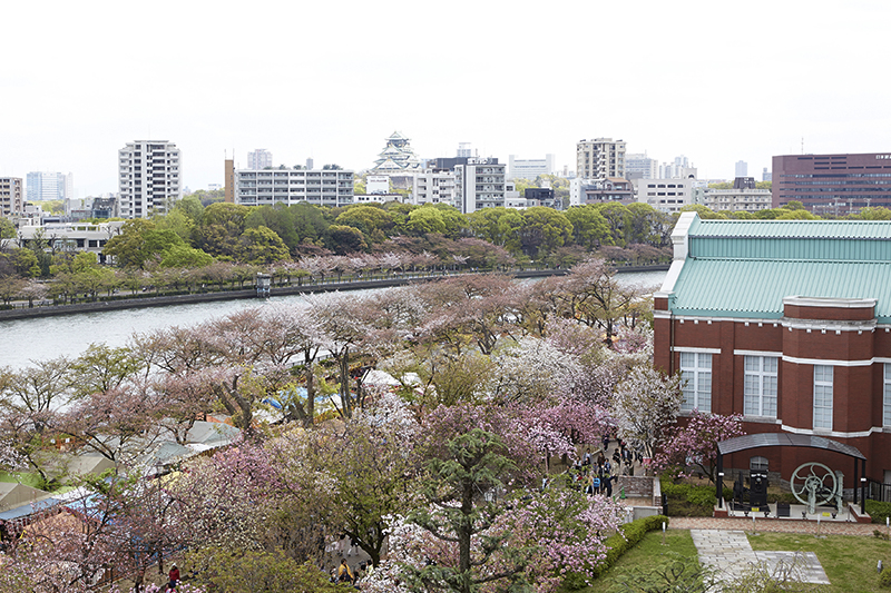 大阪造幤局櫻花大道 