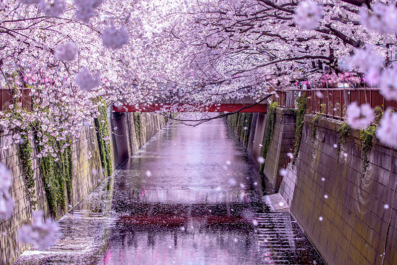 東京目黑川櫻花浪漫美景