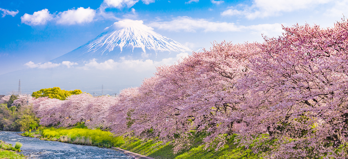 日本富士山櫻花