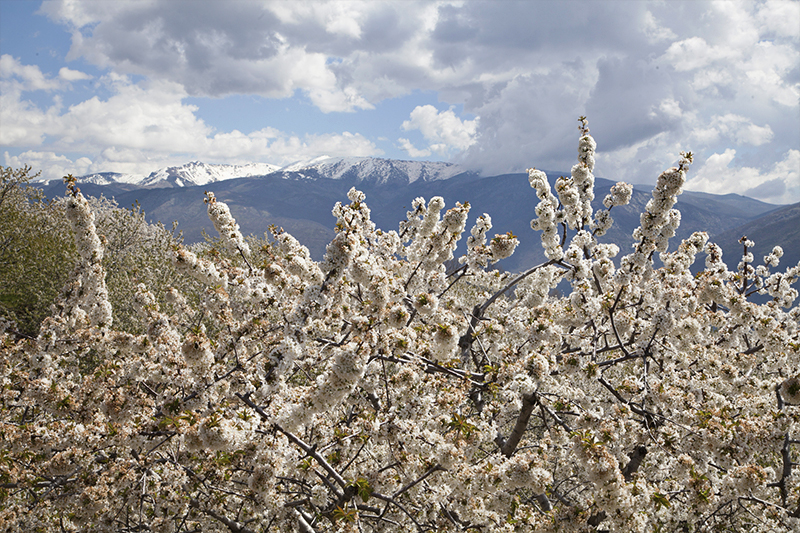 西班牙櫻花谷Jerte Valley