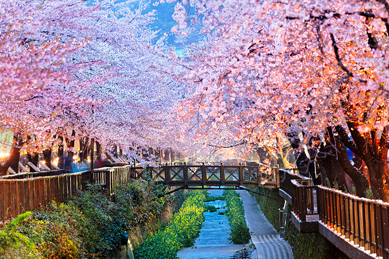 釜山余佐川櫻花道