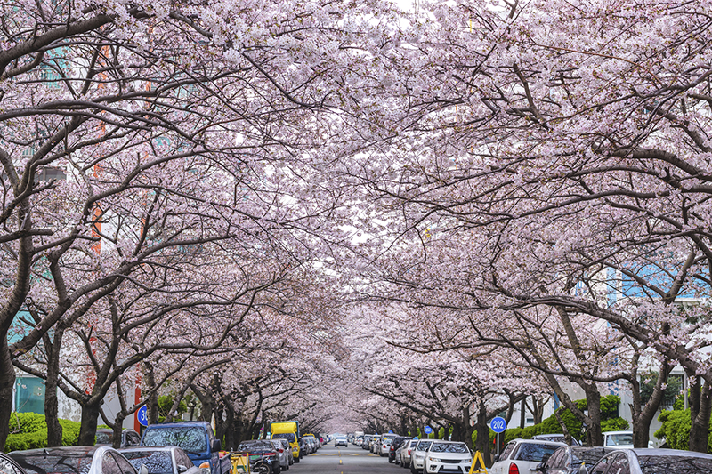 釜山南川洞櫻花道