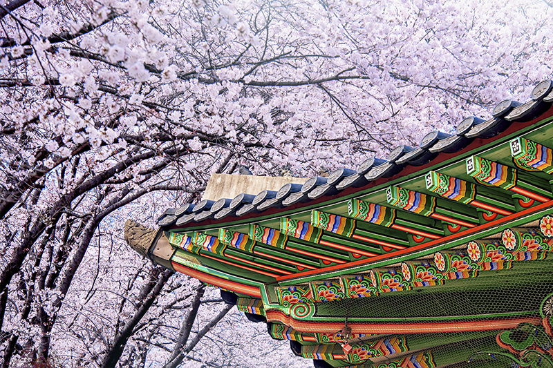 首爾景福宮櫻花