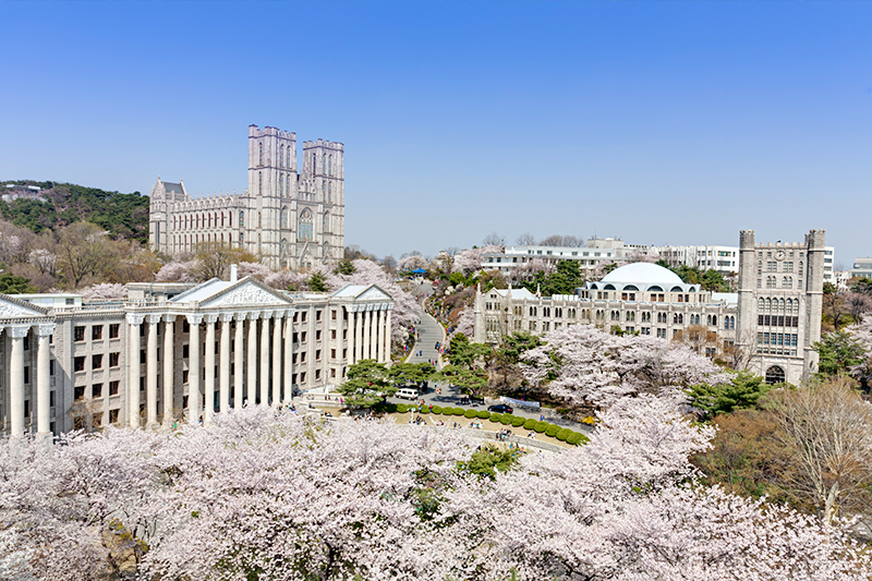 首爾慶熙大學櫻花