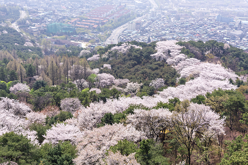 首爾南山公園