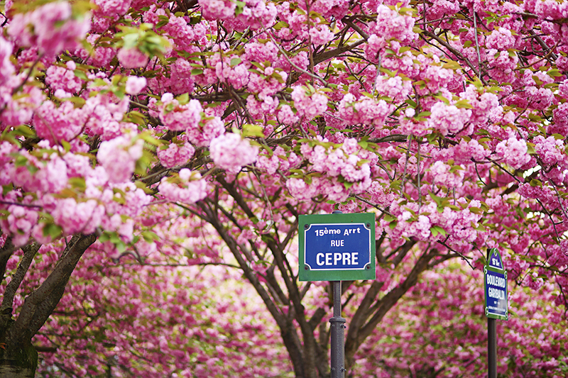 法國巴黎櫻花