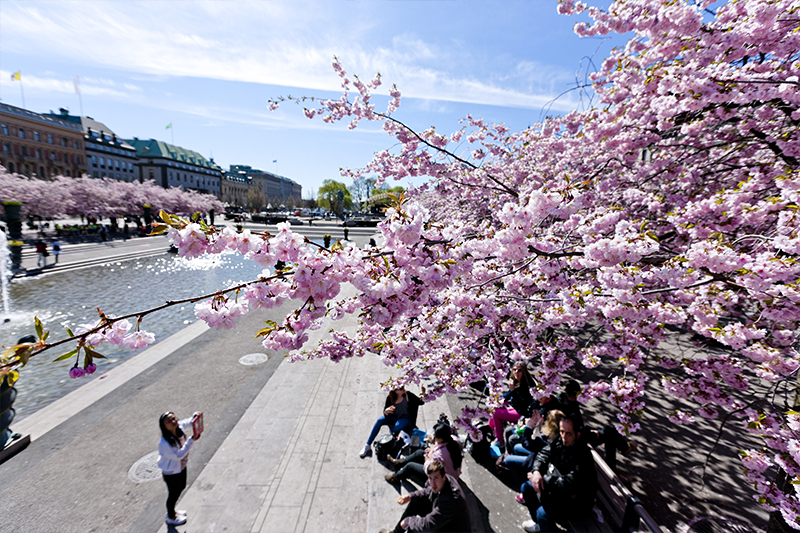 瑞典斯德哥爾摩國王公園櫻花