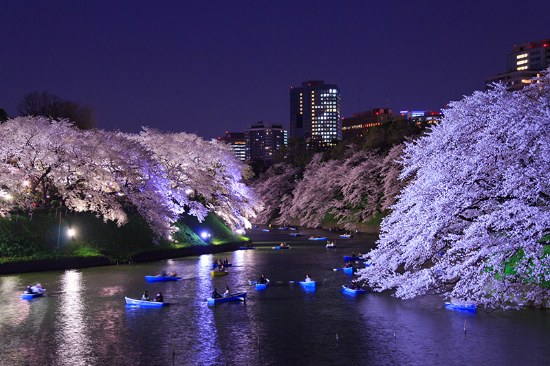 東京千鳥之淵櫻花