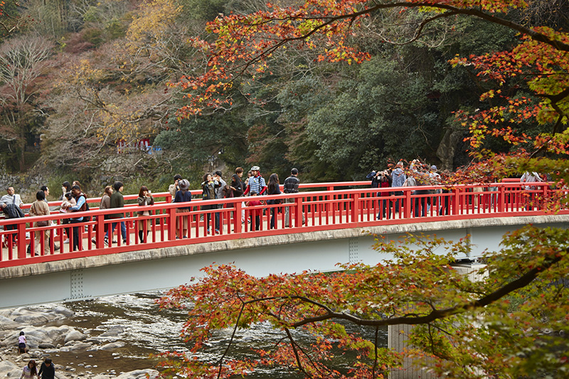 日本紅葉—愛知香嵐溪楓葉