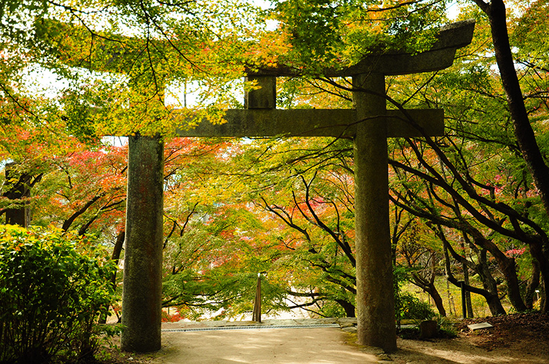 寶滿宮竈門神社楓葉