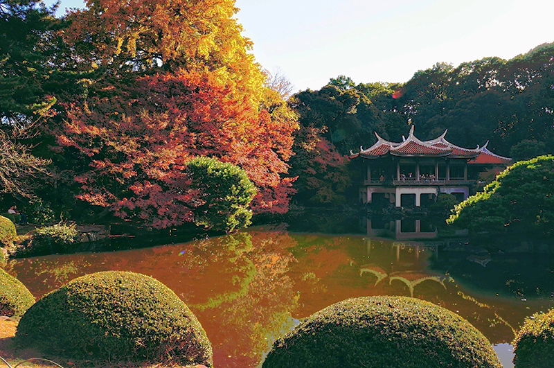 日本紅葉—東京新宿御苑楓葉