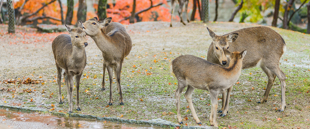 到奈良探訪可愛小鹿