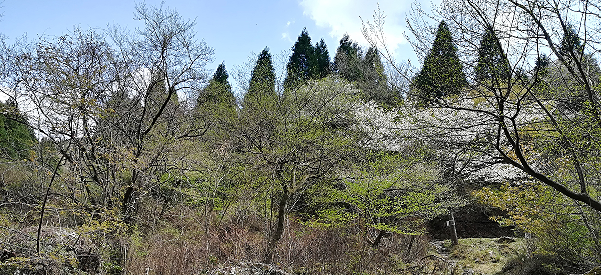 日本別府天然溫泉