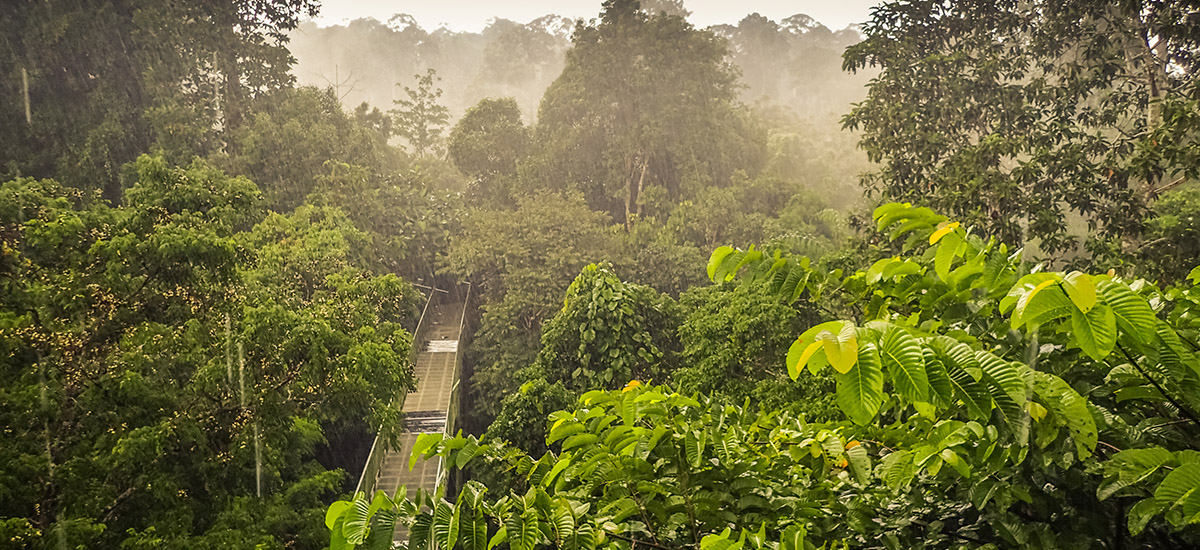 【圈點全球熱帶雨林】哪座綠色島嶼，最接近你的旅行目的地？