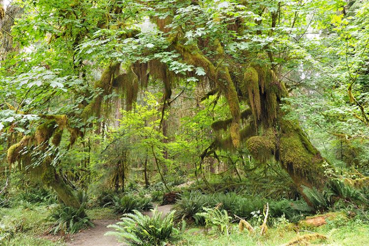 Visit Seattle's Olympic National Park to be transported to a fairy tale