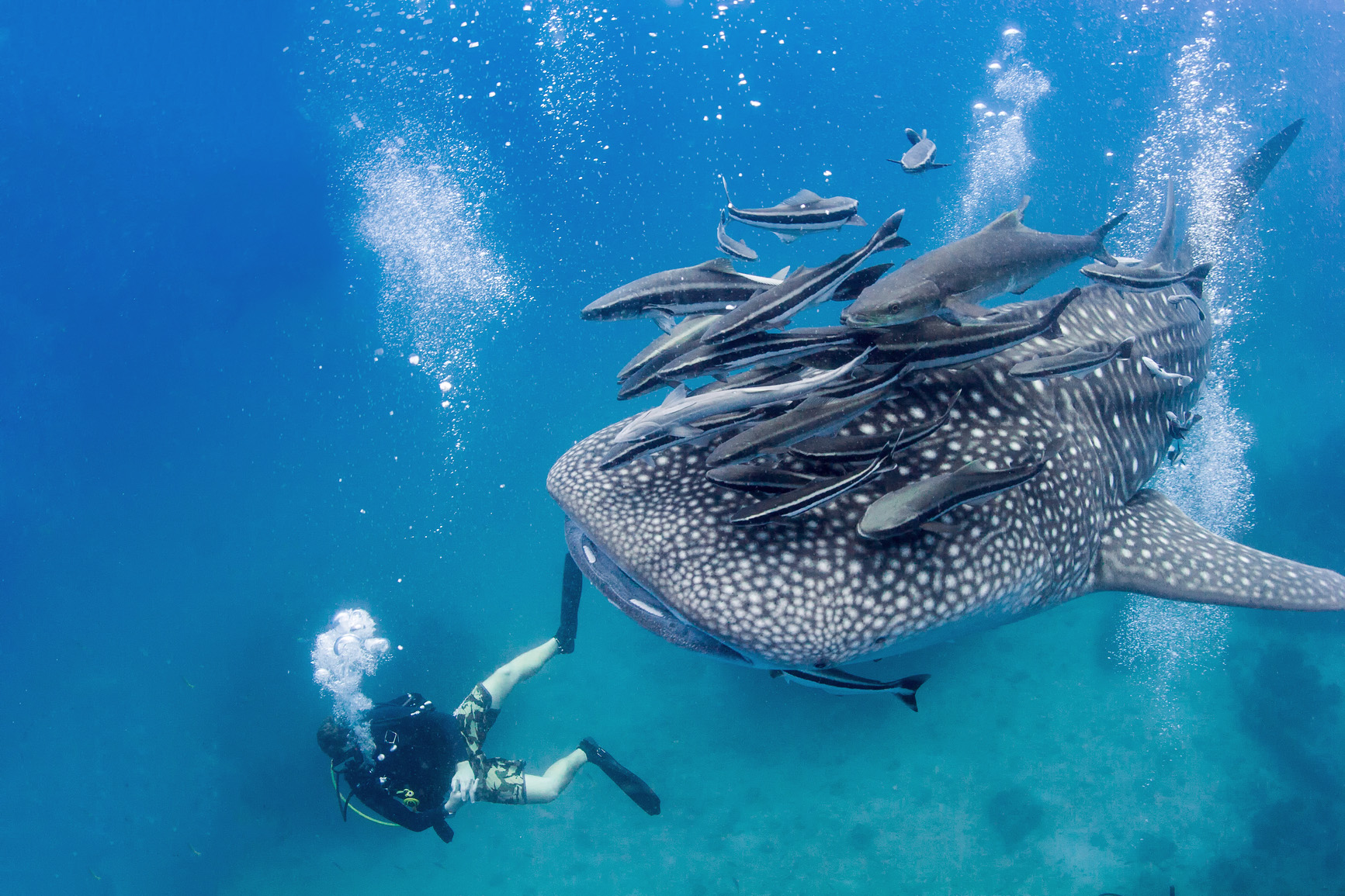 dive with whales