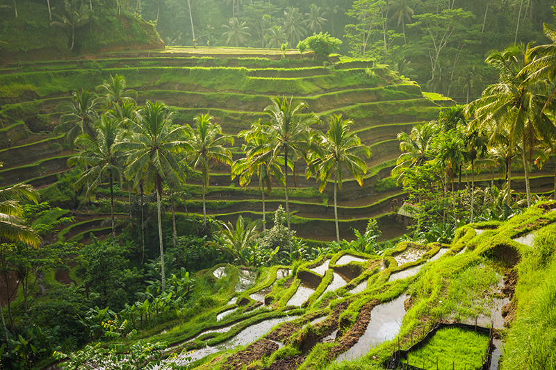 Bali terraced rice fields and Palm trees