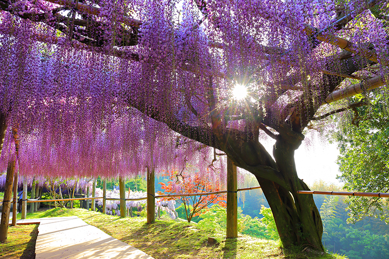 Lilac coloured flowers in Fukuoka's Wisteria tunnel at Kawachi Fuji Gardens, Fukuoka Japan