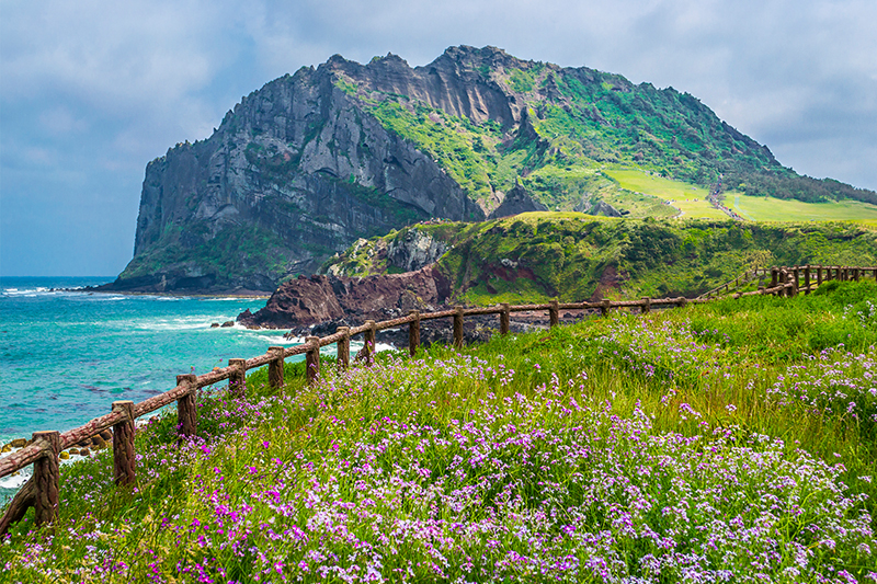 Grassy cliff with wildflowers overlooking the sea on Jeju Island, Korea