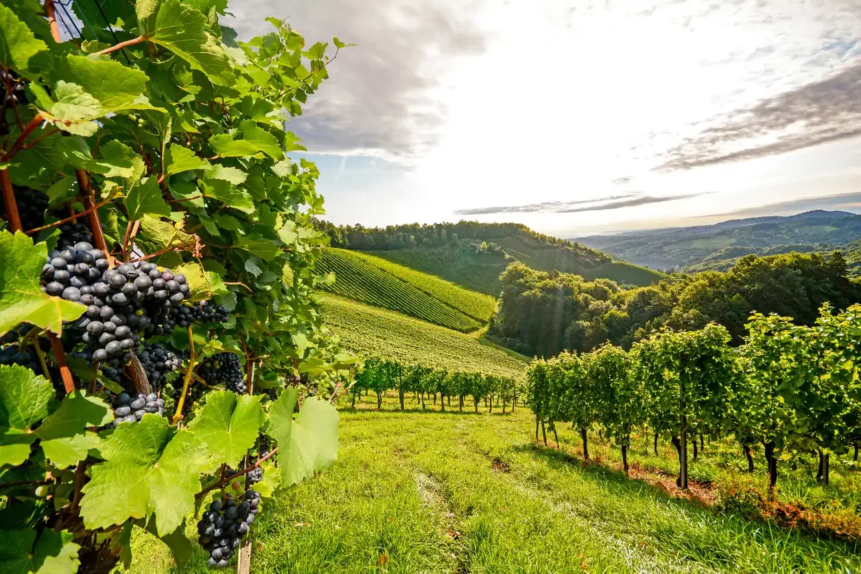 Best Australian Wineries