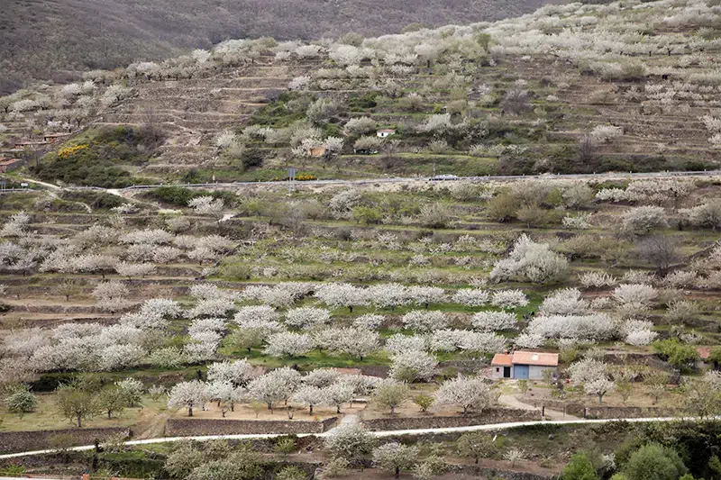 西班牙櫻花谷Jerte Valley