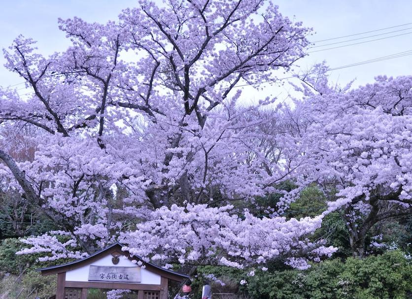 室外景 相片