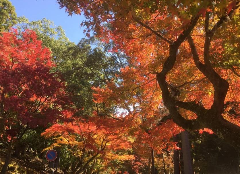室外景 相片